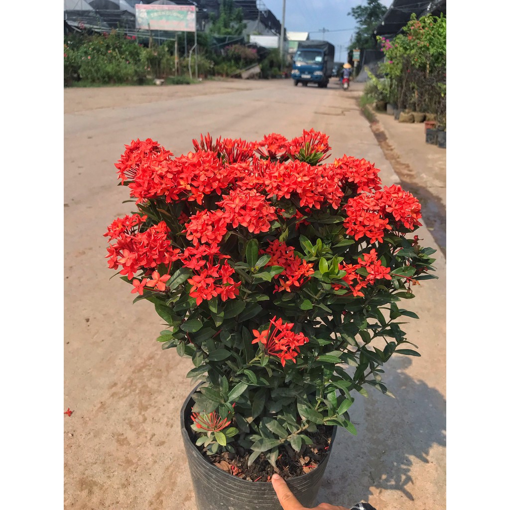 Cây hoa mẫu đơn đỏ  cao 35-40cm hoa nở sặc sỡ dễ chăm sóc thích hợp trang trí sân vườn, làm hàng rào, quán cafe