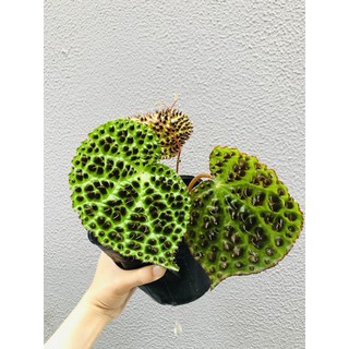 Thu Hải Đường - Begonia melanobullata