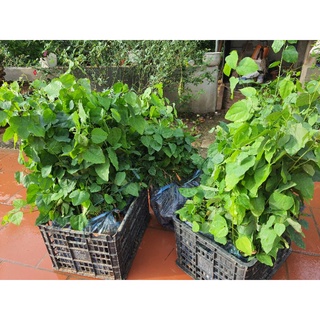 Com bo 50 cây giống bò khai