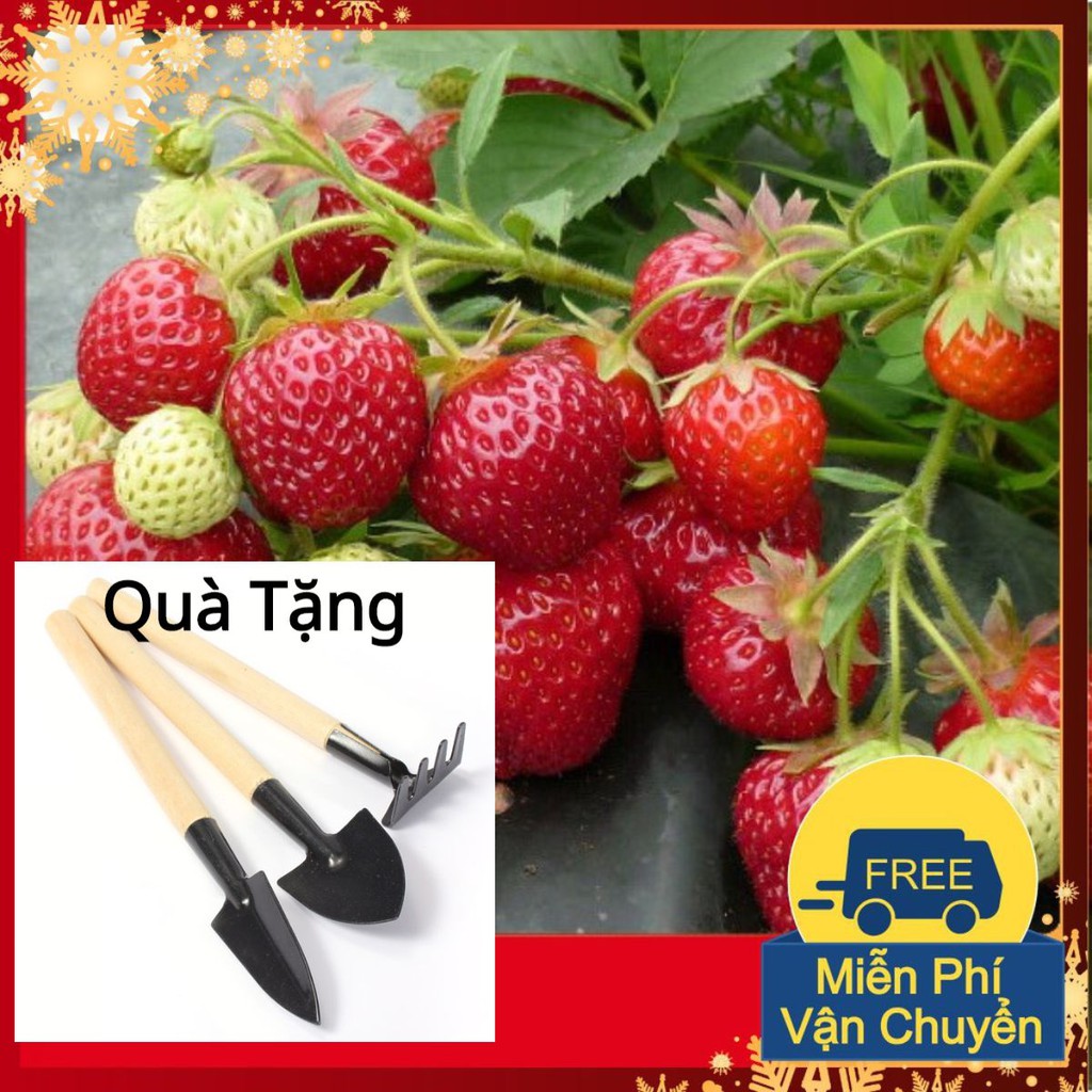 Hạt Giống Dâu Tây Chịu Nhiệt F1-100 Hạt Tặng Bộ Dụng Cụ Mini Trồng Cây Tặng Bộ Dụng Cụ Mini Trồng Cây