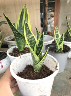 Cây lưỡi hổ thái mini
