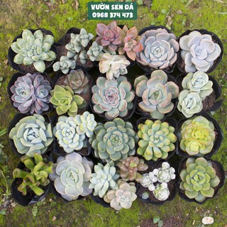 Combo 20 sen đá ngẫu nhiên 5-7cm