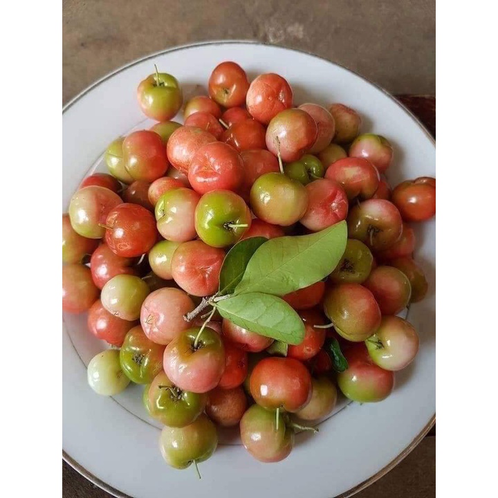 CÂY GIỐNG CÂY SƠ RI THÁI TRÁI NGỌT, SIÊU QUẢ,