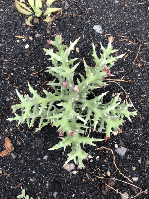 Euphorbia stenoclada