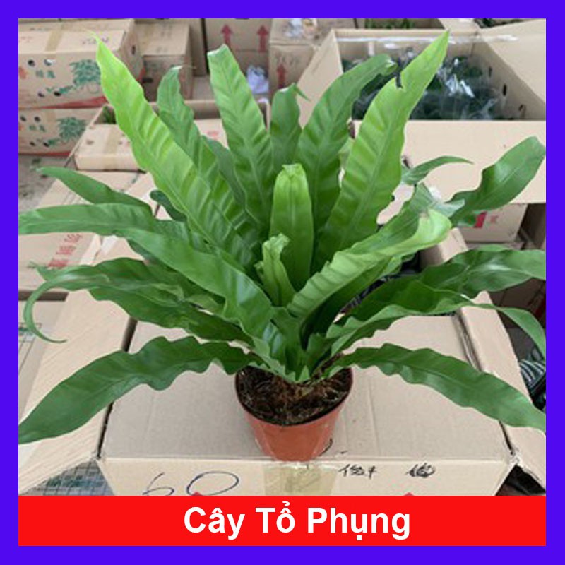 caykiengsadec - Cây Tổ Phụng - Cây cảnh để bàn + Tặng phân bón cho cây