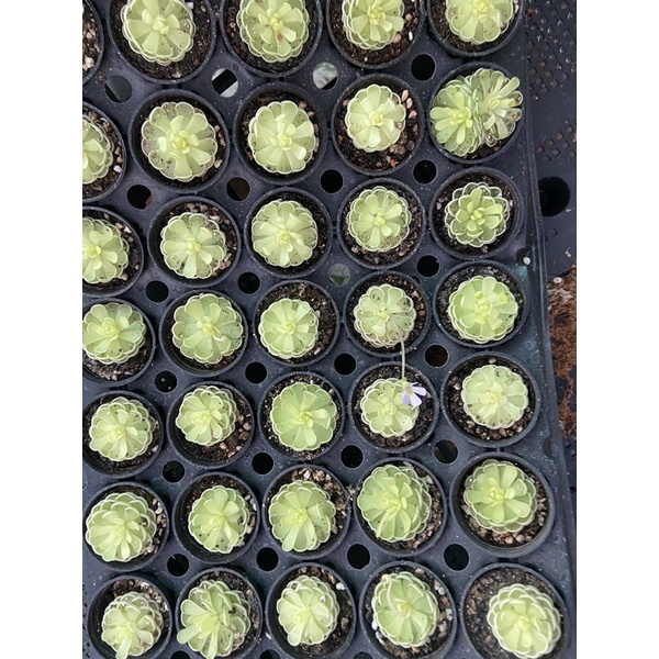 Cây cỏ bơ bắt mồi