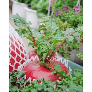 HẠT GIỐNG CỦ CẢI ĐỎ KHỔNG LỒ 100 hạt