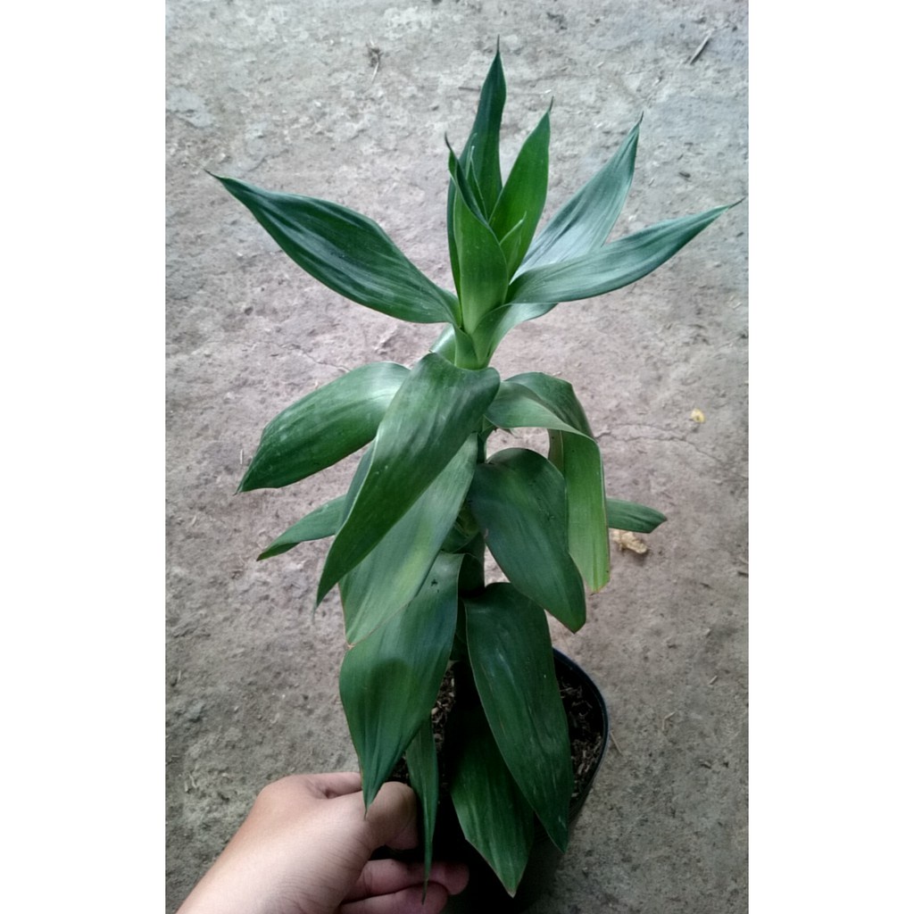 Caykiengsadec - Cây phát tài thuỷ sinh cao 25cm, cây trồng để bàn mang lại may mắn, bình an và hạnh phúc