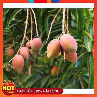 Cây Giống Xoài Úc Trái To Ngọt Màu Cam Nhạt