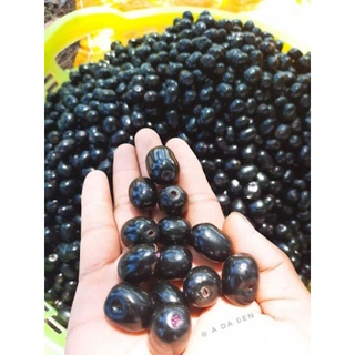 Cây giống Trâm núi, trâm đen cao tầm 30-50cm