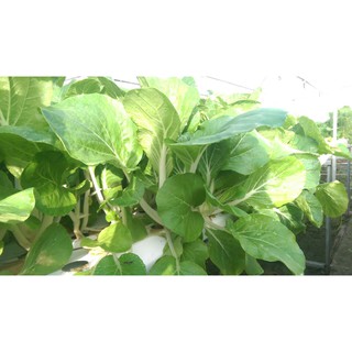 Cải Bẹ Trắng RaĐo 725 - Rạng Đông