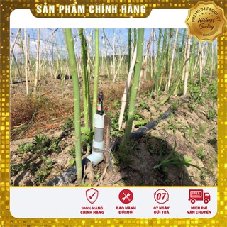 Hạt Giống Măng Tây Xanh(10 hạt)