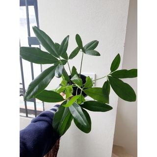 Philodendron Goeldii