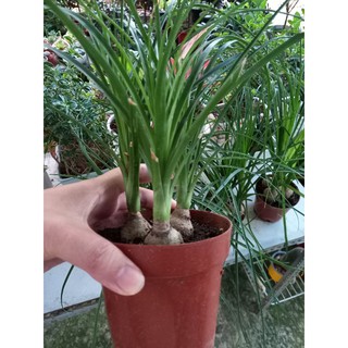 🌿Lan Bình Rượu 3 củ🌿