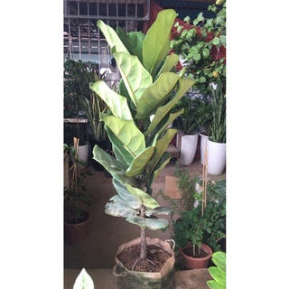 Bàng singapore 1,2m