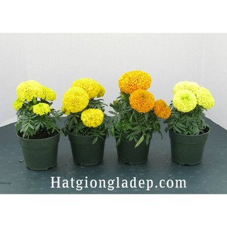 Hạt Giống Hoa Vạn Thọ Mỹ
