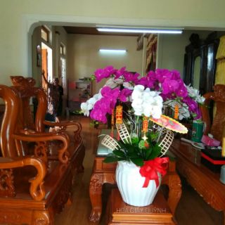LÁ LAN HỒ ĐIỆP