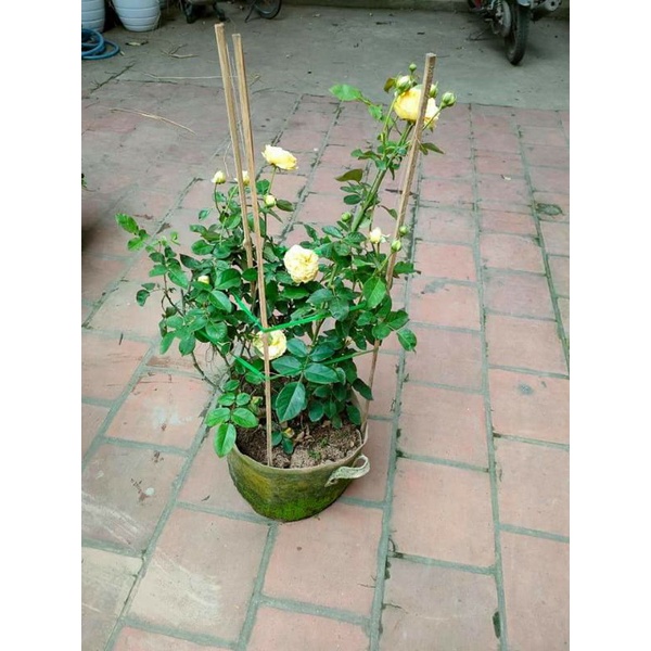 Hoa hồng Catalina màu vàng chanh tuyệt đẹp với phom hoa khum sang trọng-Vườn Hoa Melinhrose