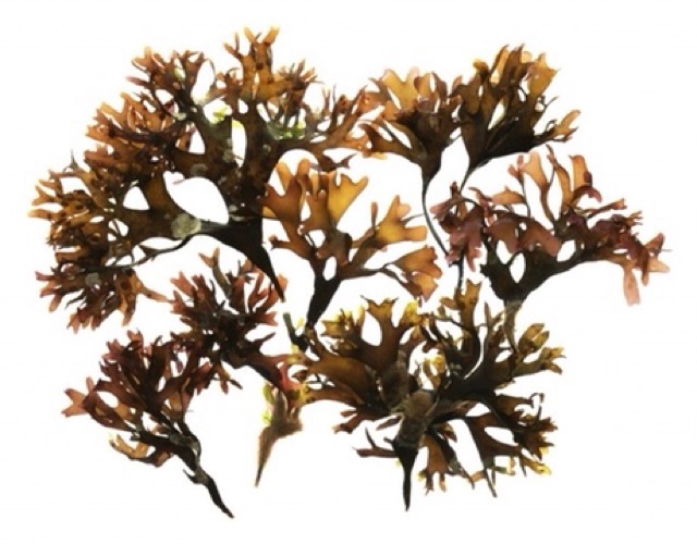 LA MER - The moisturizing cream 🌊 Siêu gel dưỡng high-end 3.5mL