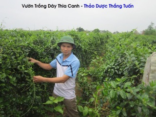 2kg dây thìa canh sỉ