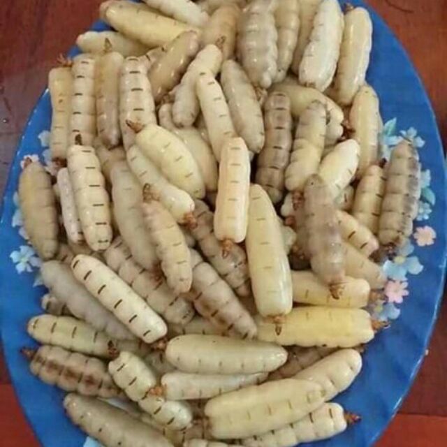 Mối chúa của quý phái mạnh