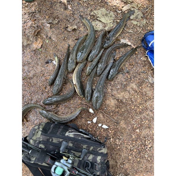 Nhái Hơi F1, F2 TNQ Ngọc Trinh 3,8cm, Mồi Giả Câu Cá Lóc Chất Lượng