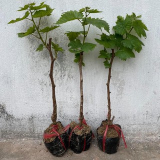 Cây Nho Ngón tay đen cây giống đẹp dâm hom tặng phân bón cho cây nho