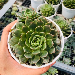 Sen đá RUBY DẸP (sz trung 10cm)