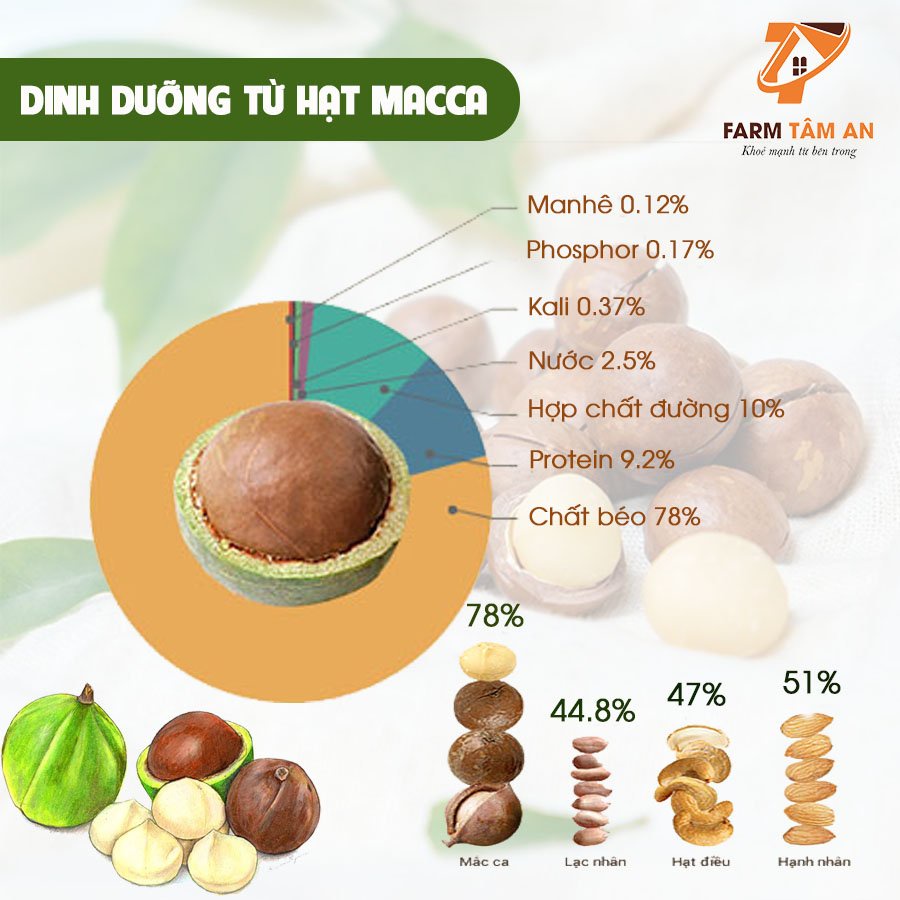 Hạt Macca sấy lạnh nứt vỏ Farm Tâm An, Hạt Mắc ca tách vỏ Organic, Quả macca nữ hoàng cao cấp kèm dụng cụ tách vỏ