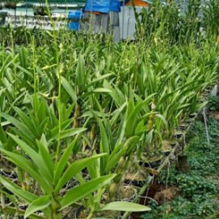Hoa lan dendro nắng lá trúc đang nụ