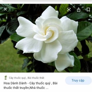 Cây 🌲 Bạch Thiên Hương ...hoa thơm