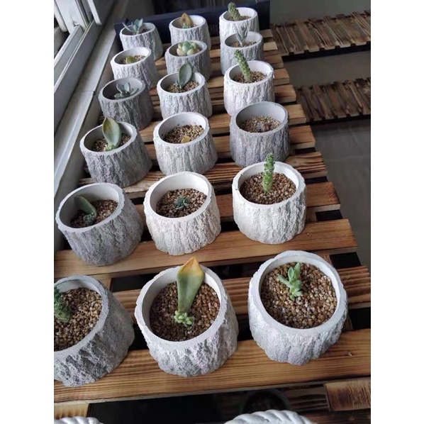 Chậu khúc cây mini trồng sen đá