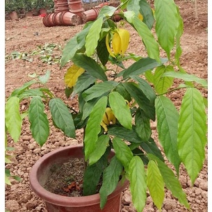 Cây hoa dẻ, cây hoa rẻ giống hay cây móng rồng, hoa vàng chùm, hoa thơm