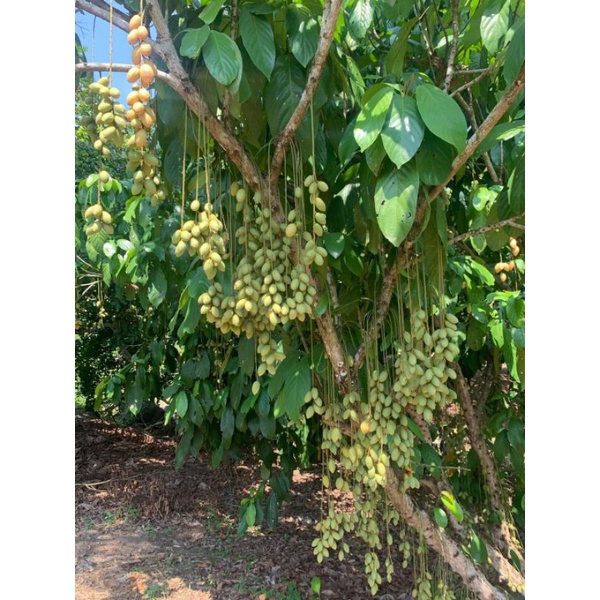 Cây Giống Dâu Da Xanh Thái
