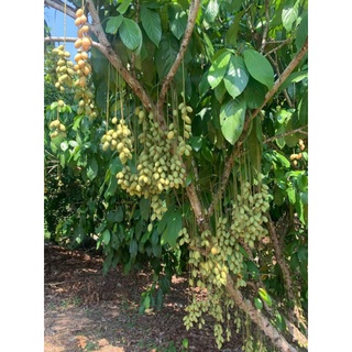 Cây giống dâu da xanh thái