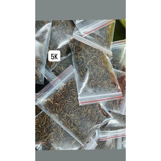 Thức ăn sâu rang bơ cho Hamster
