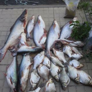 Mồi câu cá Cám Bình Đồng Tháp