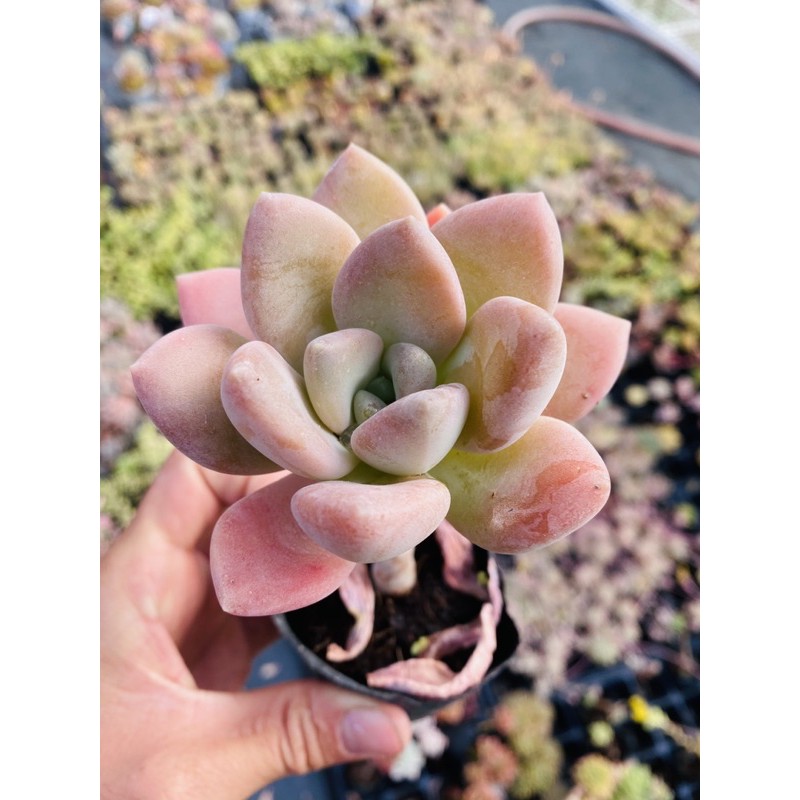 Sen đá pink gem cổ thụ SONDA GARDEN size bé 5-8cm, xuất xứ Đà Lạt, khoẻ đẹp, lỗi 1 đổi 1