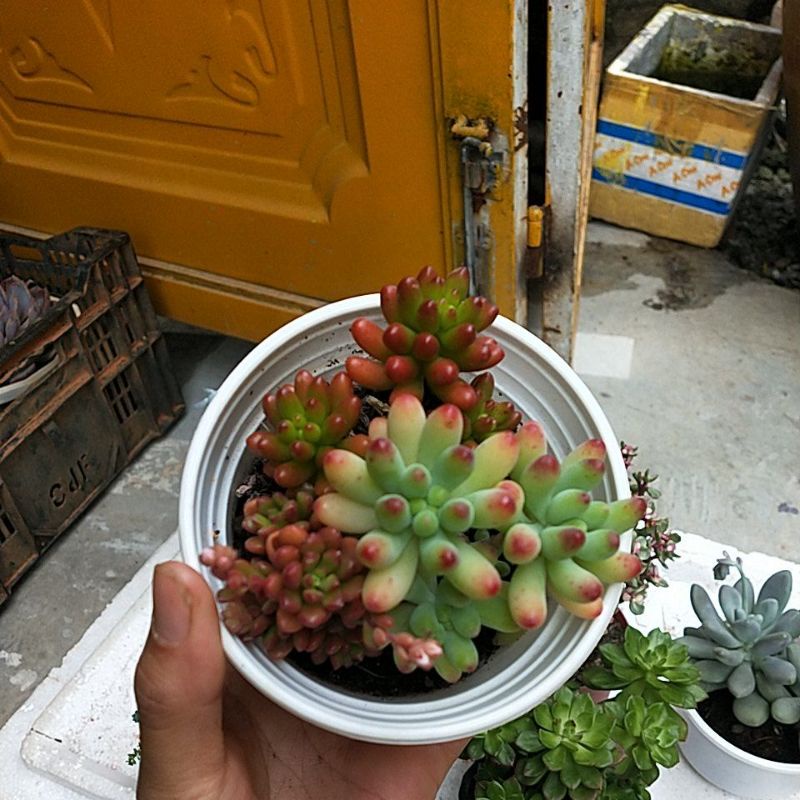 Sen đá thạch ngọc mix như hình