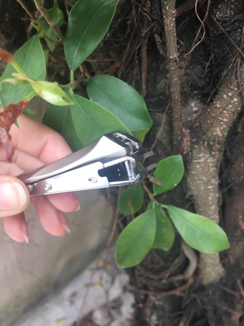 Bấm móng tay Đức hiệu ZWilling