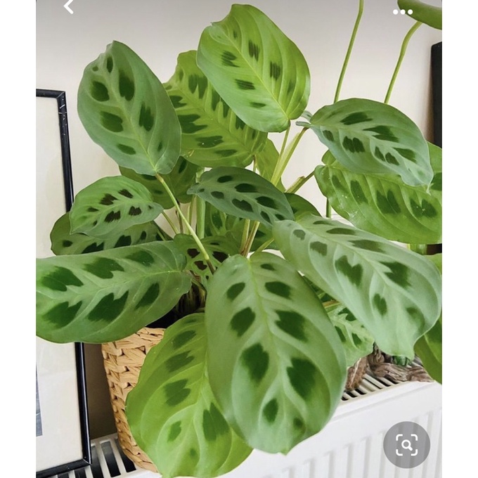 Cây đuôi công xanh/green maranta