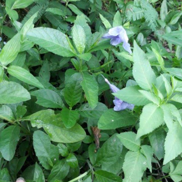 1 kg cây nổ