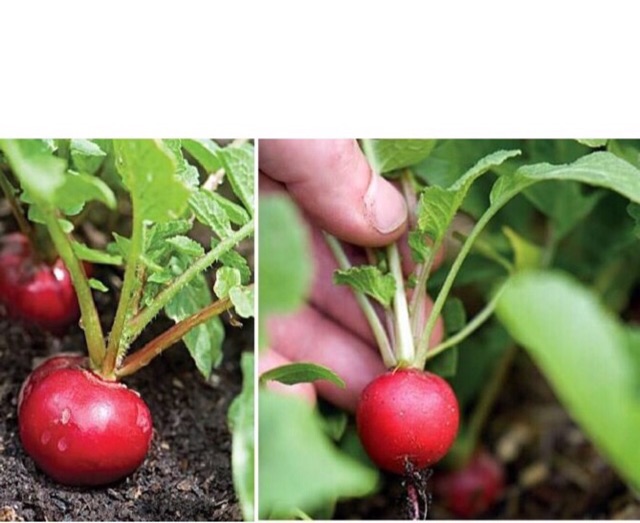 Hạt giống củ cải tròn màu đỏ (rất dễ trồng)