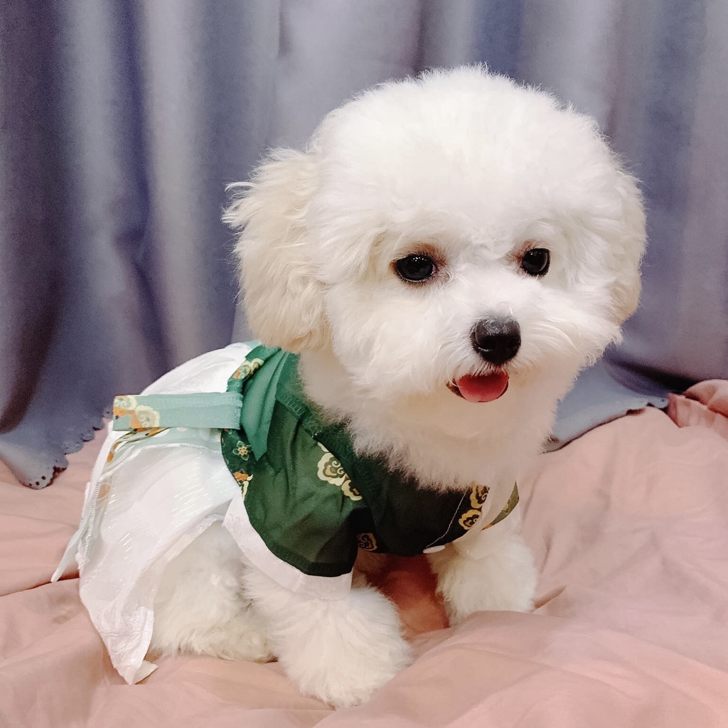 Áo Dài Tết Cho Chó Mèo Truyền Thống Quần Áo Thú Cưng Tết Thiết Kế Hihapet.