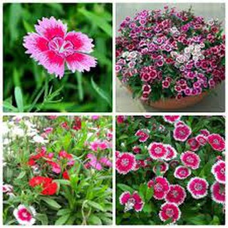 Hạt giống hoa cẩm chướng mix