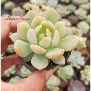 cây sen đá má hồng