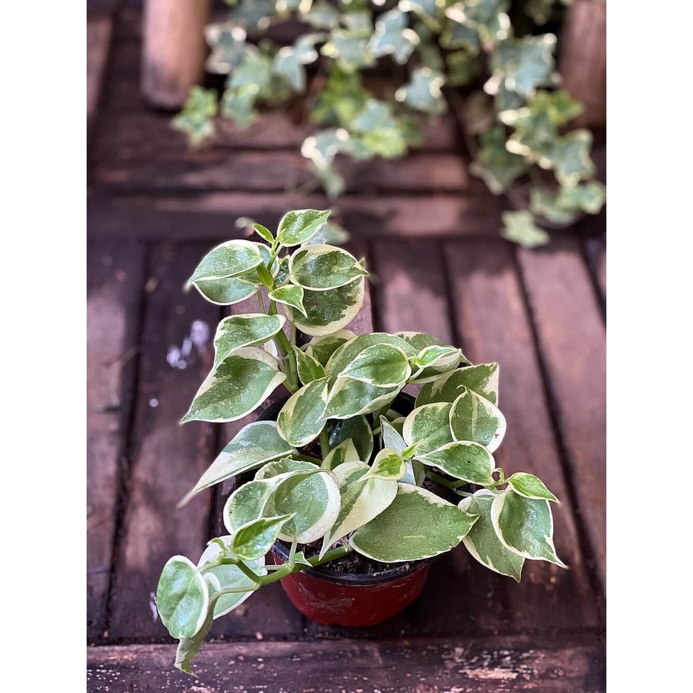 Cây Peperomia scandens Variegata (Cây Cupid) chậu nhựa