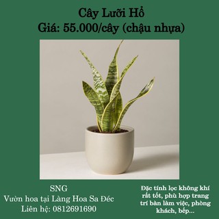 Cây Lưỡi Hổ (Size: 15 – 30cm, chậu nhựa) – Kiểng Lá Phong Thủy, Cây trồng trong nhà, giá tốt