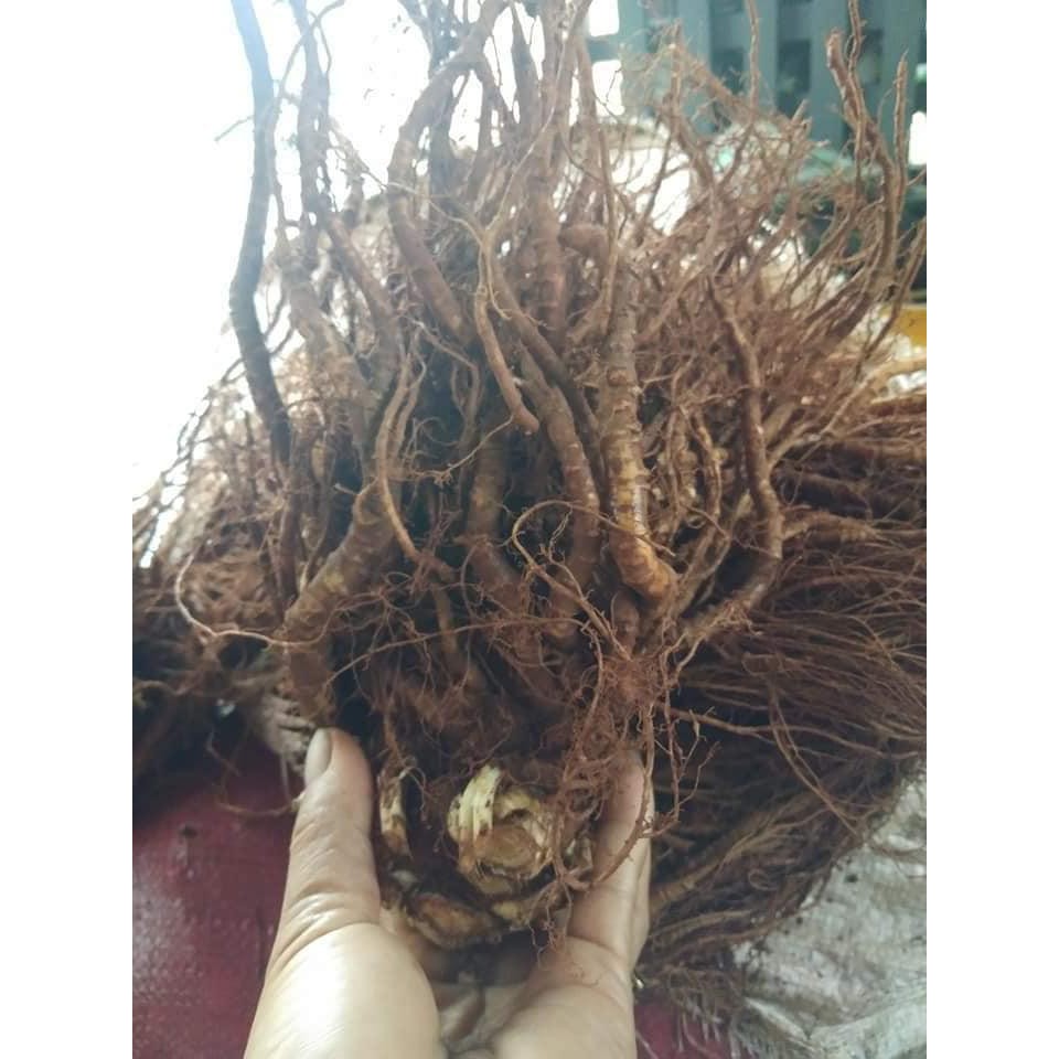 Sâm đương quy tươi nguyên củ (gói 2 củ 1kg) | BigBuy360 - bigbuy360.vn