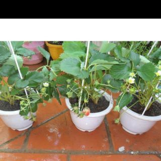 Chậu trồng hoa kèm quai rộng 17cm x12cm giá tại xưởng